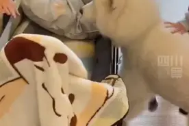 萌萌哒！狗狗躺婴儿车孩子们帮喂奶图片