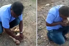 男子对被野狗袭击的猴子人工呼吸急救 兽医担心其感染狂犬病图片