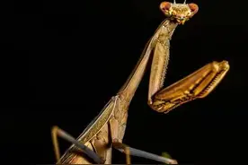 青未了 | 螳螂的有趣见闻图片