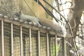 “功夫”松鼠现身南宁多个小区，市民：终于实现松鼠“自由”图片