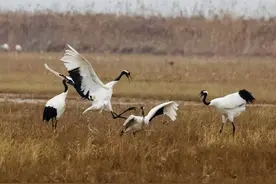 识鸟课堂｜长寿吉祥鸟，国家一级保护动物丹顶鹤欣赏图片