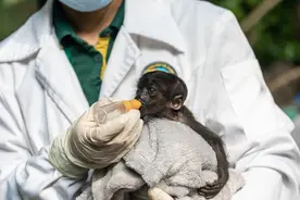 “猿宇宙”猿猴特展迎新！中分帅猴“丛丛”亮相图片