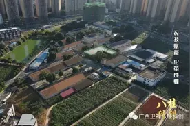 稀奇！广西的蚕宝宝不吃桑叶图片