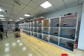 云求助｜网曝成都一宠物店出售病猫病狗 老板回应：24小时内有病都可以退换图片