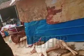 山羊拱舔黄土后死去，牵出非法倾倒危废环境污染案图片