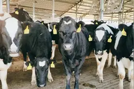 提前1年！10万头奶牛牧场项目16个月全部开工图片