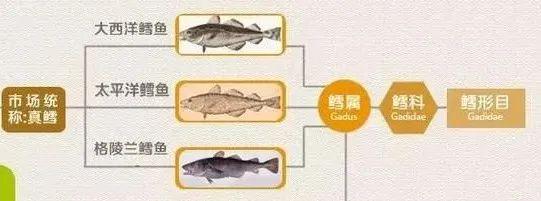 大西洋真鳕鱼好不好 2026年大西洋真鳕鱼好吃吗