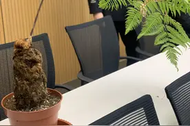 非法买卖国家保护植物金毛狗蕨，上海警方抓获4人图片