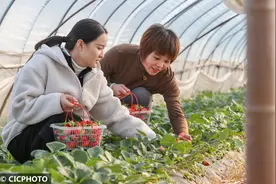 冬日草莓香图片