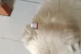 姑娘，去年夏天你丢在敦煌的宠物狗等你接它回家图片