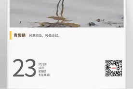 湖湘自然历丨冬季到洞庭来看鸟⑫细长美腿，天生模特图片