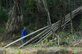 崇阳大片竹林枯死后续：非病虫害，尽快恢复出竹量图片