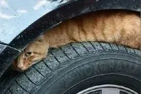 天冷小心车底“躲猫猫”图片