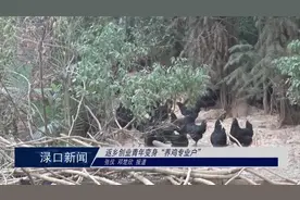 渌口镇：返乡创业青年变身“养鸡专业户”图片