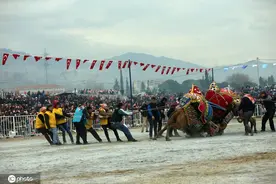 精彩纷呈！土耳其传统骆驼摔跤赛开场图片