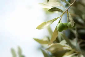 我们的歌丨橄榄树图片