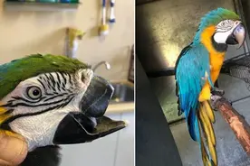 金刚鹦鹉打架嘴被撕掉 装上了3d打印的钛假喙图片