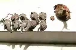 夜间非法捕猎野生动物，漯河民警当场抓获3人图片