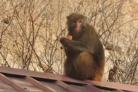 走房顶、偷玉米……门外一群猴！北京房山十渡出现猕猴近50只图片