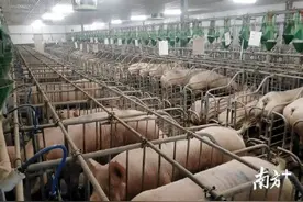 生猪运输途中不得销售！广东修订动物防疫条例明年3月起施行图片