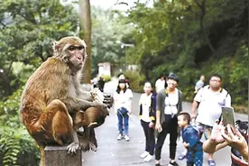 5927起“猴伤人”事件背后的困局图片