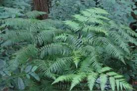 采挖23株“植物活化石”获刑并赔偿4万余元图片