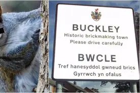 这只松鼠发疯了！接连咬伤20余人，连猫都不放过图片