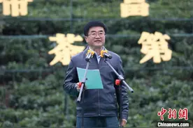 “早茶贵如金”2022年“贵州绿茶”第一采在普安开采图片