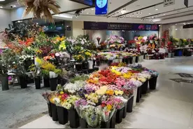 花开富贵！古北花卉市场的“年宵花”争奇斗艳图片