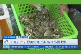 肥美生蚝上市，价格小幅上涨图片