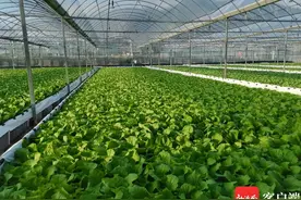 三亚这个基地养鱼不用换水，种菜不用土图片