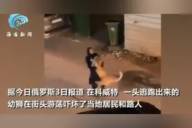 科威特一女子像抱猫一样抓回狮子怎么回事？现场图曝光吓坏路人图片
