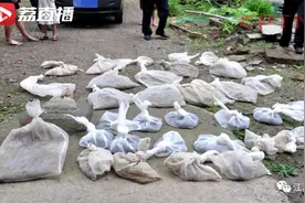 3个月，浙江一村民徒手捉了200多条眼镜蛇！麻烦大了……图片