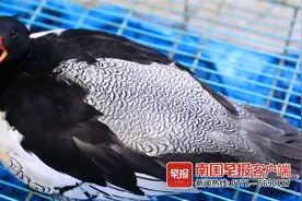 防城港一村民捡到“野鸭”，竟是“鸟中大熊猫”中华秋沙鸭图片
