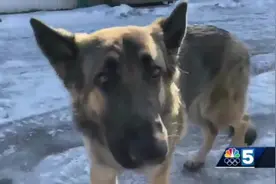 美国一只忠诚的狗带领警方前往主人车祸现场救了主人的命图片