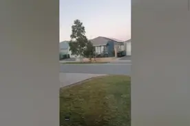 澳大利亚一只勇敢的宠物狗在街道上与高大的袋鼠对峙图片