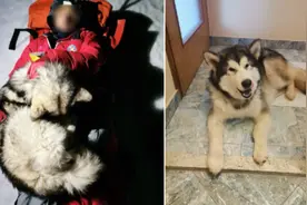 暖心！8个月大阿拉斯加犬用身体为受伤主人取暖图片