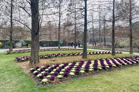 【探索】矮脚“开花蔬菜”盛装上线，来看羽衣甘蓝如何装扮申城街头图片