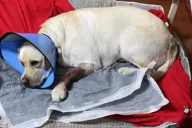 江苏一导盲犬斑马线上护主被撞骨折，涉事司机受罚图片