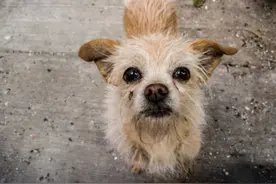 家人不让养狗，安徽男孩背狗出走2天睡着后将狗压死，网友：狗说不如放过我图片