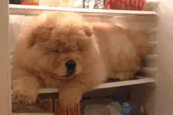 女儿送的蚕蛹老母亲舍不得吃，一月后开箱全变飞蛾图片