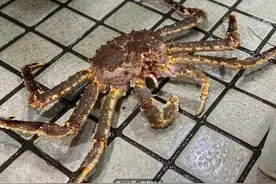 海鲜灵市面第二弹：帝王蟹涨价，但象拔蚌居然跌到两位数，想尝鲜的更待何时？图片