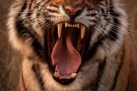 老虎将人咬死后玩命逃窜3小时，终于被射杀图片