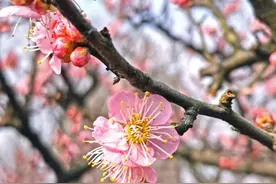 【探索】盛开在冬季的TA们，你认识几种？图片