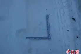 吉林天桥岭发现被猎杀的狍子“凶手”疑似野生东北豹图片