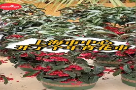 上海市中心开了个年宵花市，抱一盆回家过年啦图片