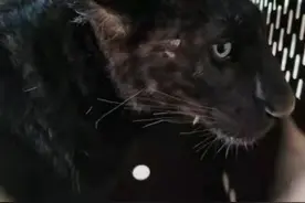 南航物流“门到门”服务，助力黑豹幼崽回到故乡图片