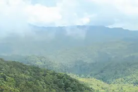 绿孔雀栖居哀牢山图片