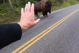 美国一男子跟踪靠近野牛拍视频 被野牛“霸气”眼神吓退图片