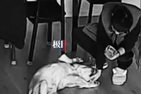 主人花7000元送狗狗“上学”学礼仪：回家三天后又咬人，或考虑弃养图片